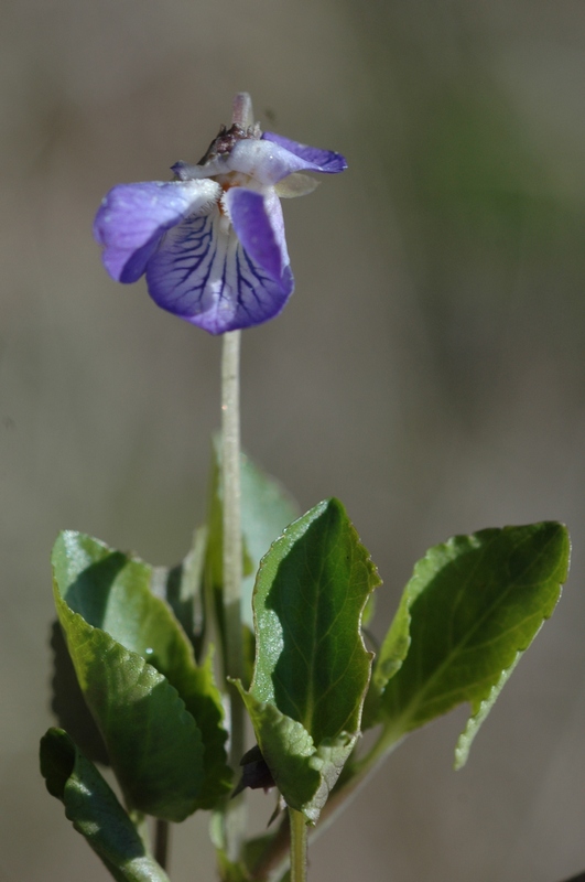 Image of Viola rupestris specimen.