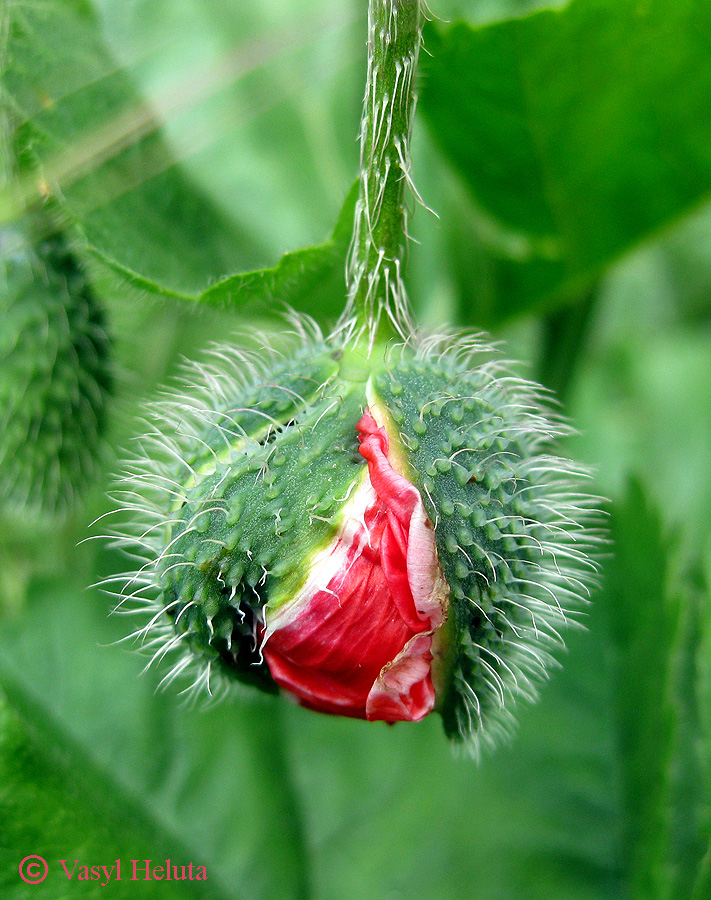 Изображение особи род Papaver.