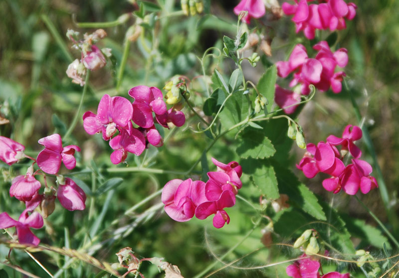 Изображение особи Lathyrus tuberosus.