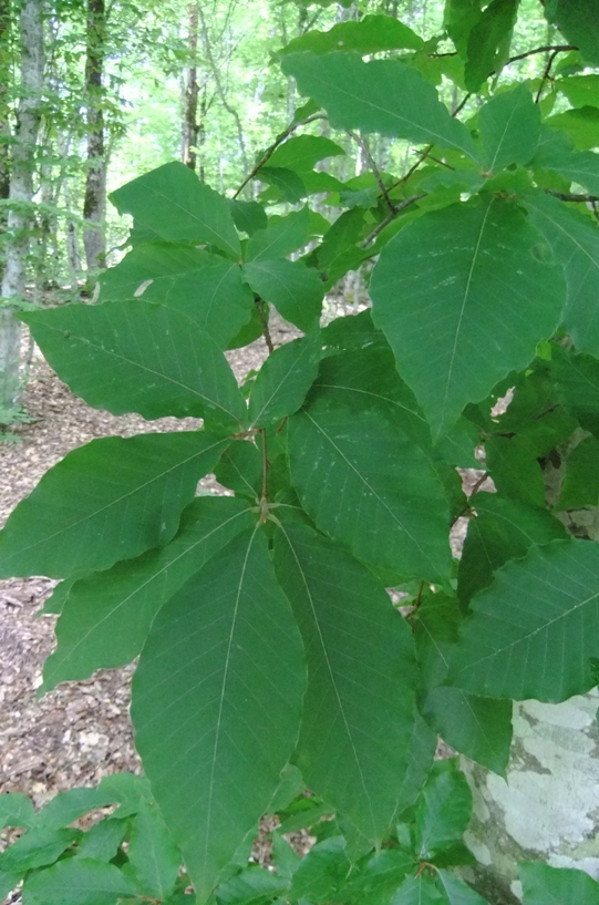 Изображение особи Fagus orientalis.