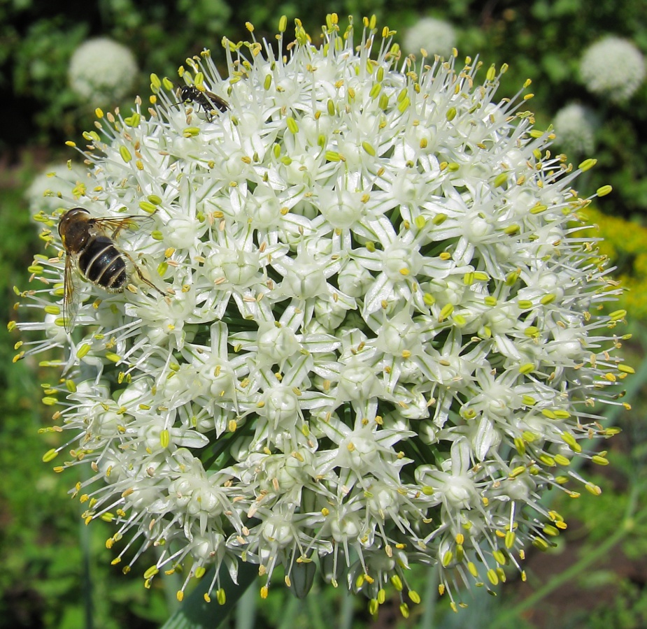 Image of Allium cepa specimen.