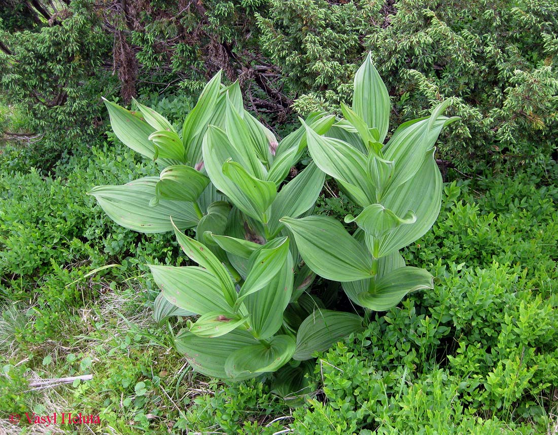 Image of Veratrum album specimen.