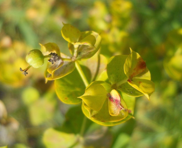 Image of Euphorbia virgata specimen.