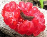 Rubus idaeus. Часть плода с личинкой насекомого. Окр. Архангельска, 18.09.2011.