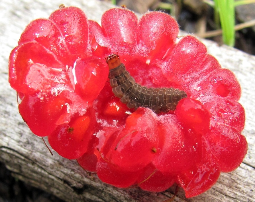 Изображение особи Rubus idaeus.