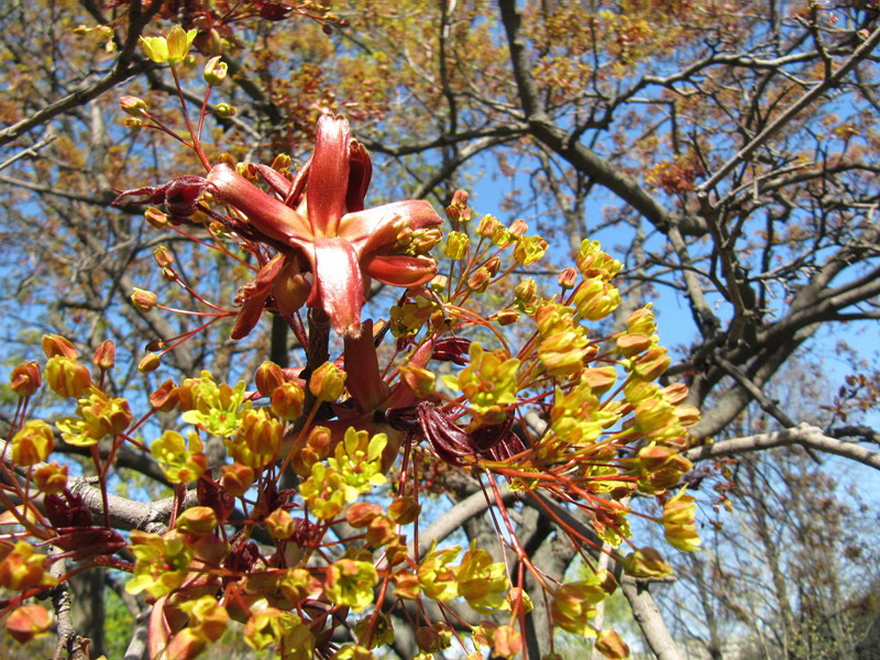 Image of Acer platanoides specimen.