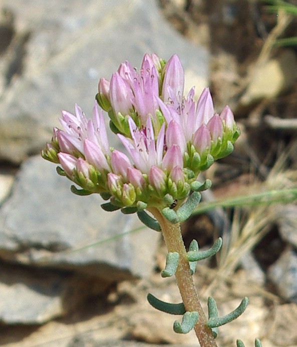 Image of Pseudosedum longidentatum specimen.