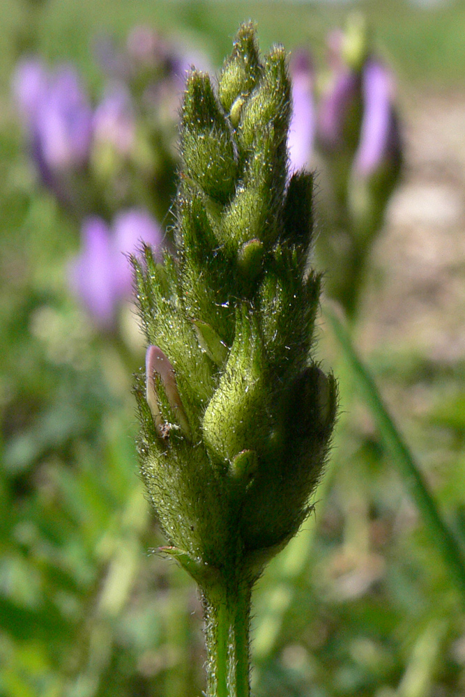 Image of Astragalus agrestis specimen.