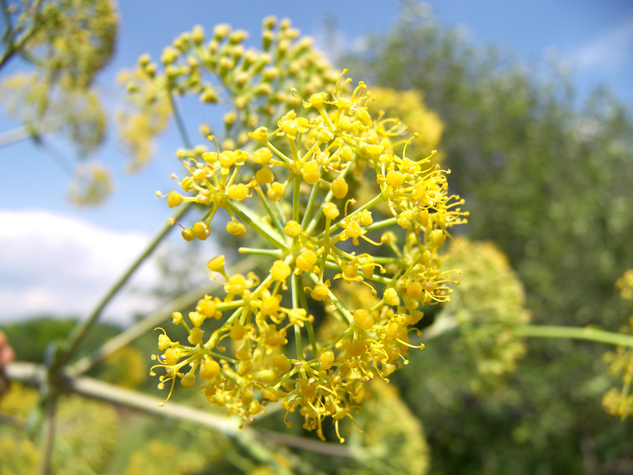 Image of Ferula communis specimen.