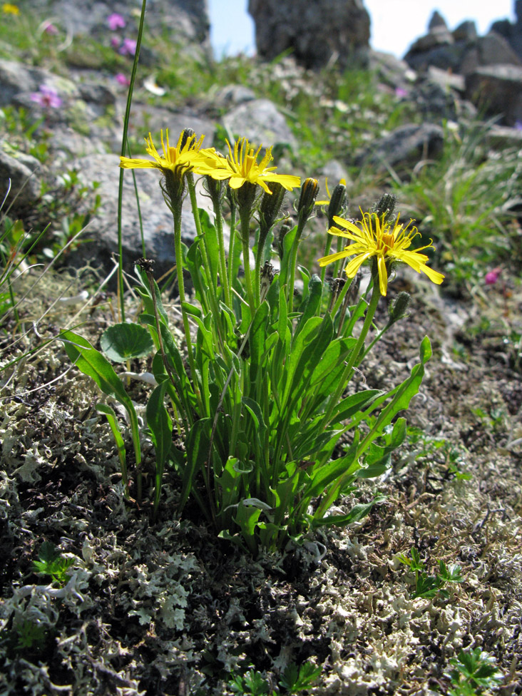 Image of Crepis burejensis specimen.