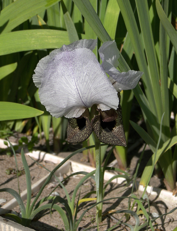 Image of Iris iberica specimen.