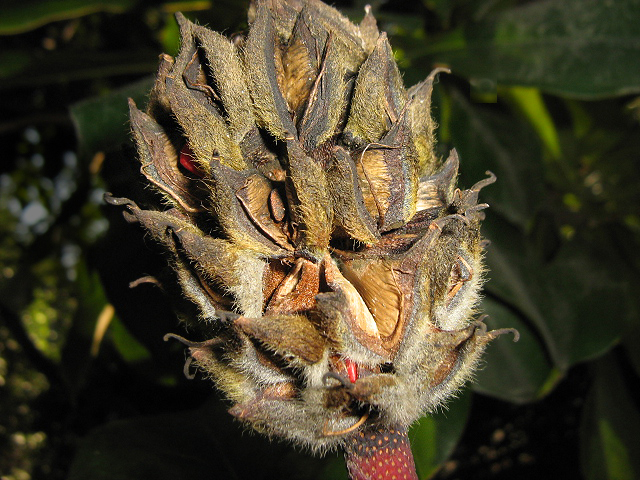 Изображение особи Magnolia grandiflora.