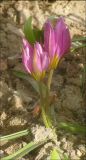 Tulipa humilis. Расцветающие растения. Черноморское побережье Кавказа, г. Новороссийск, в культуре. 8 апреля 2012 г.