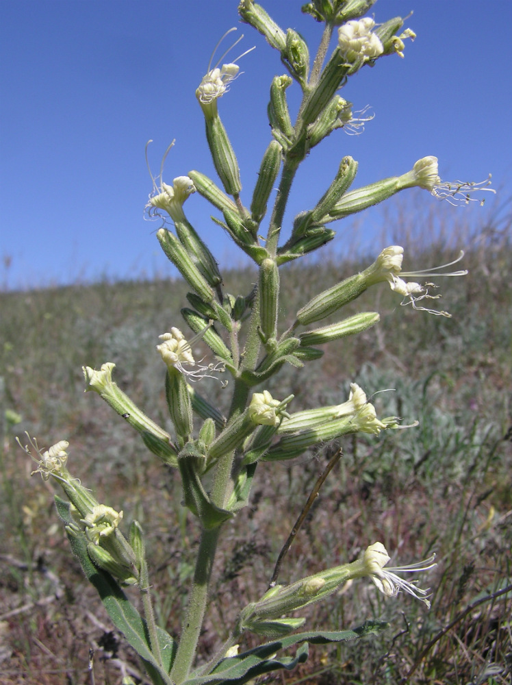 Изображение особи Silene viscosa.