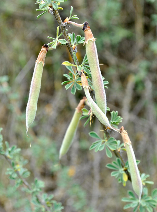 Изображение особи Caragana grandiflora.