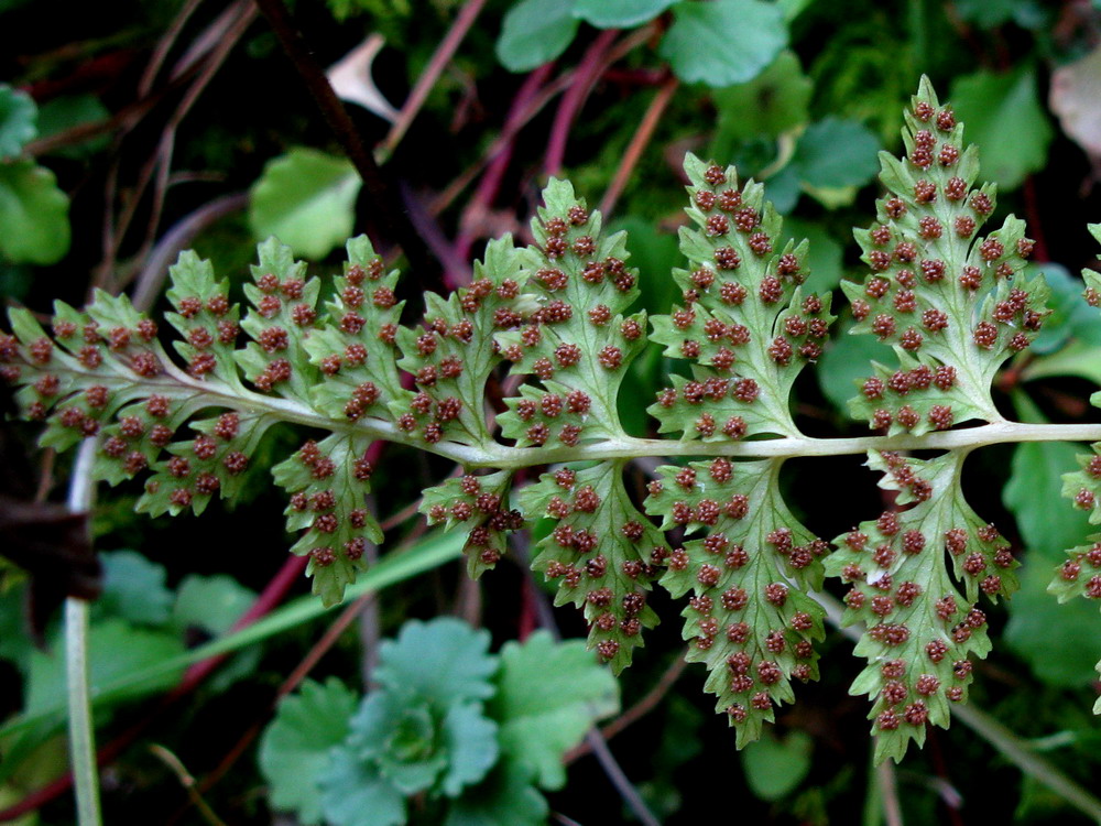 Изображение особи Cystopteris fragilis.