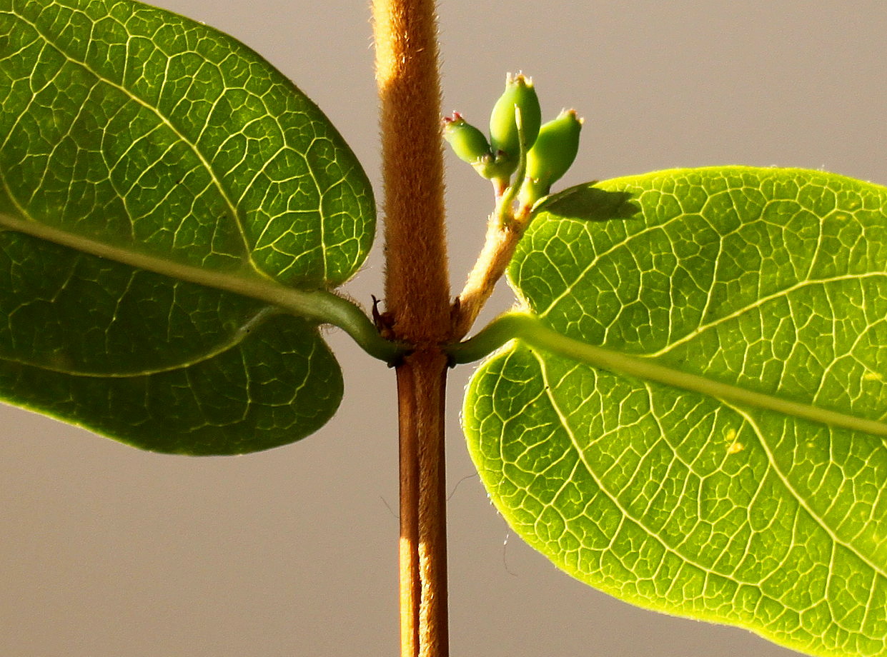 Изображение особи Lonicera acuminata.