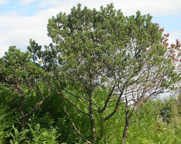 Image of Pinus pallasiana specimen.