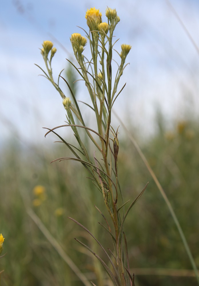 Image of Galatella linosyris specimen.