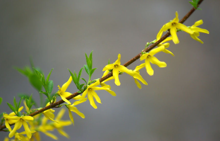 Изображение особи род Forsythia.