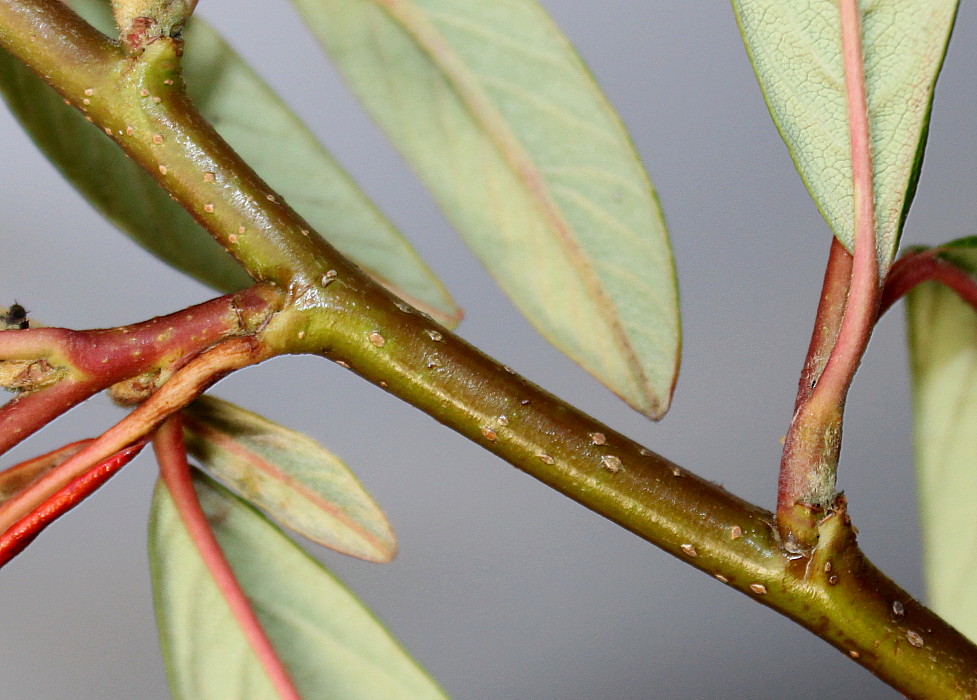 Image of Cotoneaster salicifolius specimen.