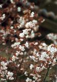 Cerasus sachalinensis. Ветви с цветками. Южно-Сахалинск. Май 2003 г.