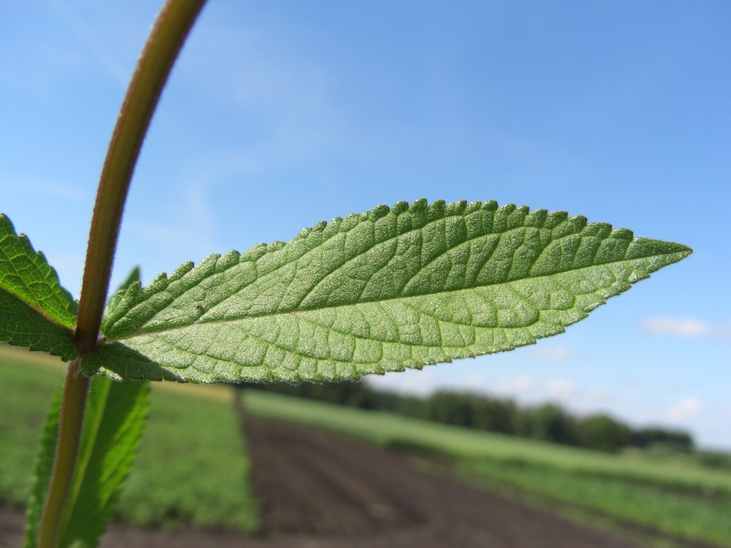 Image of Stachys palustris specimen.