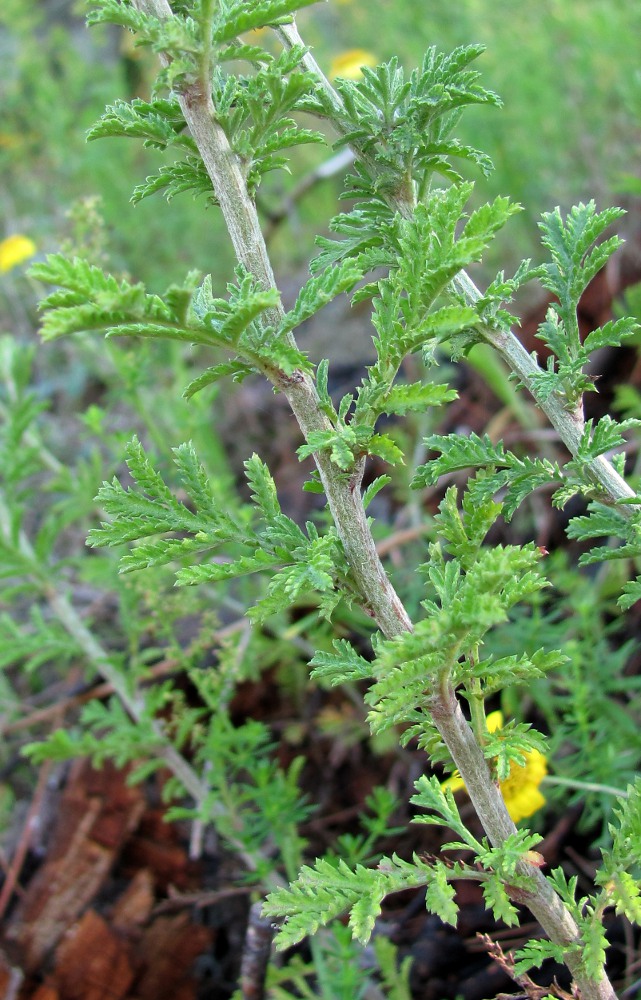 Изображение особи Anthemis tinctoria.