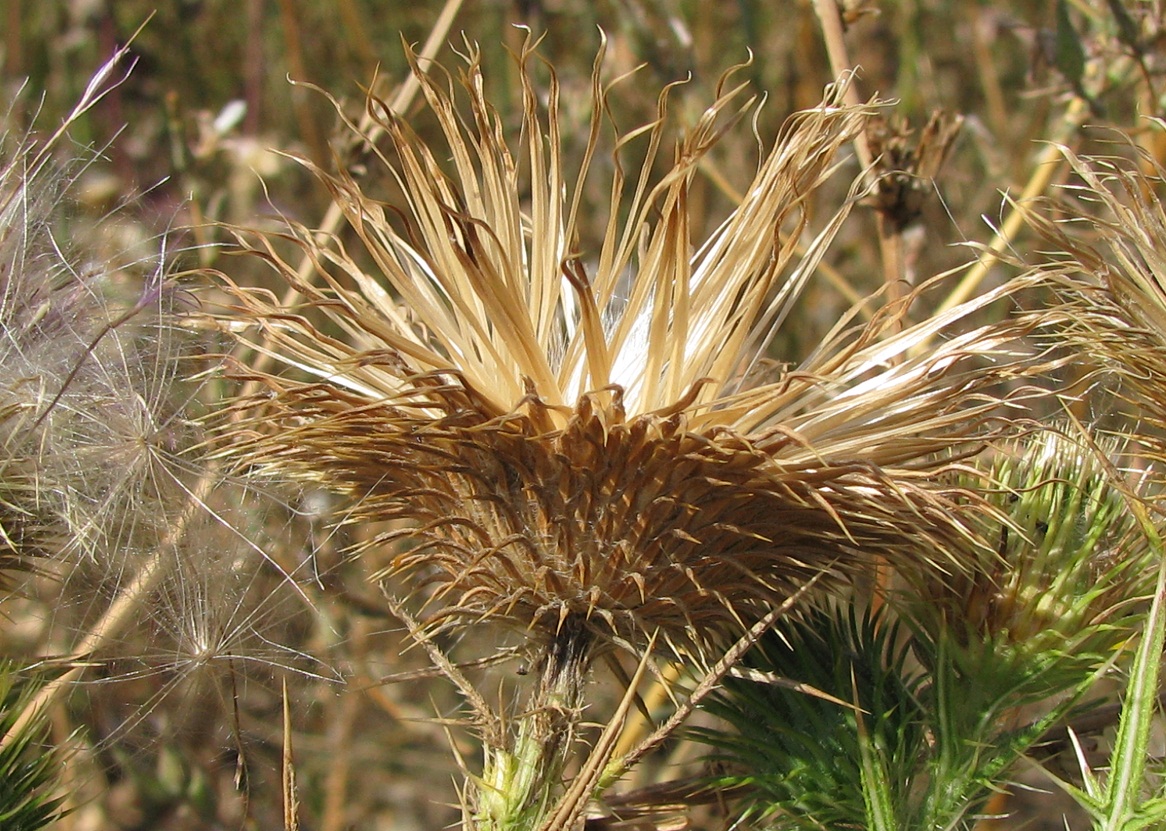 Image of Cirsium vulgare specimen.