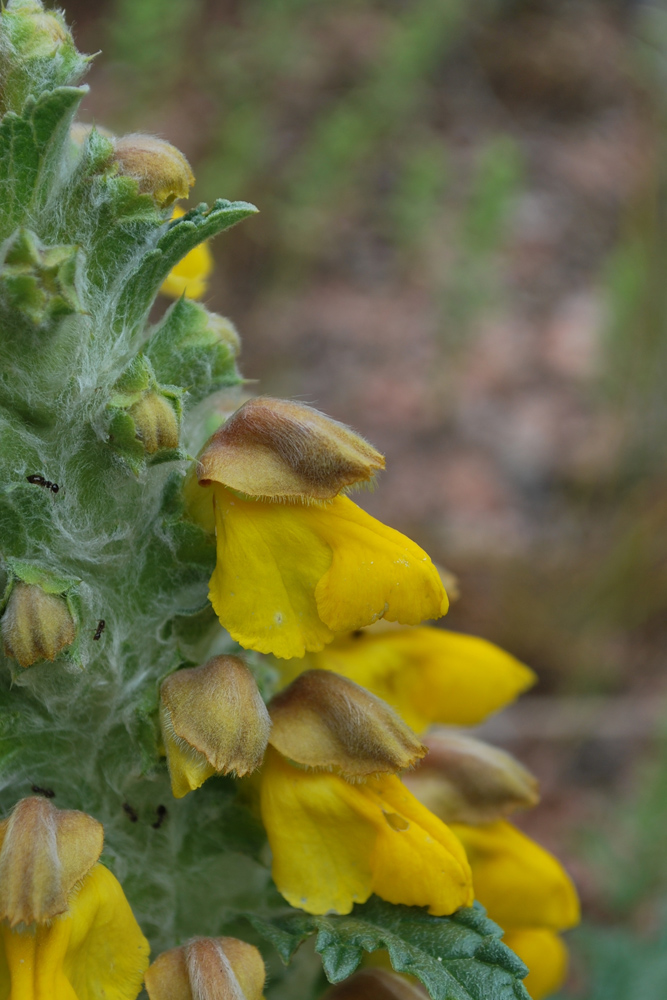 Изображение особи Phlomoides speciosa.