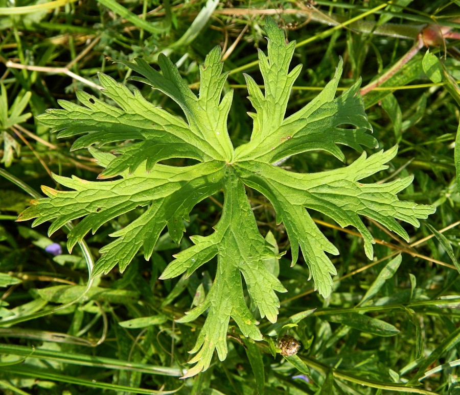 Image of Geranium pratense specimen.