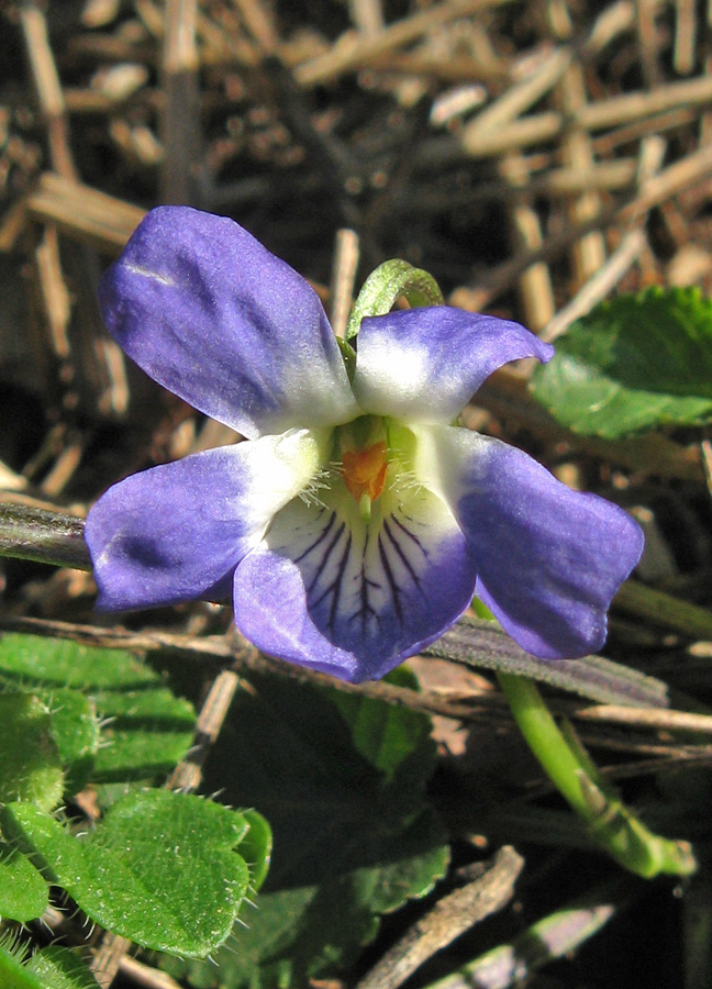 Image of Viola suavis specimen.