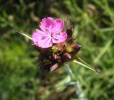 Смотреть изображение Dianthus andrzejowskianus