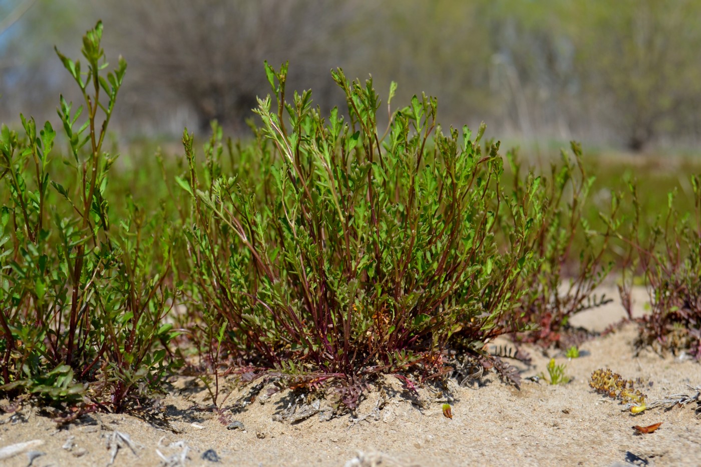 Image of Rorippa wolgensis specimen.