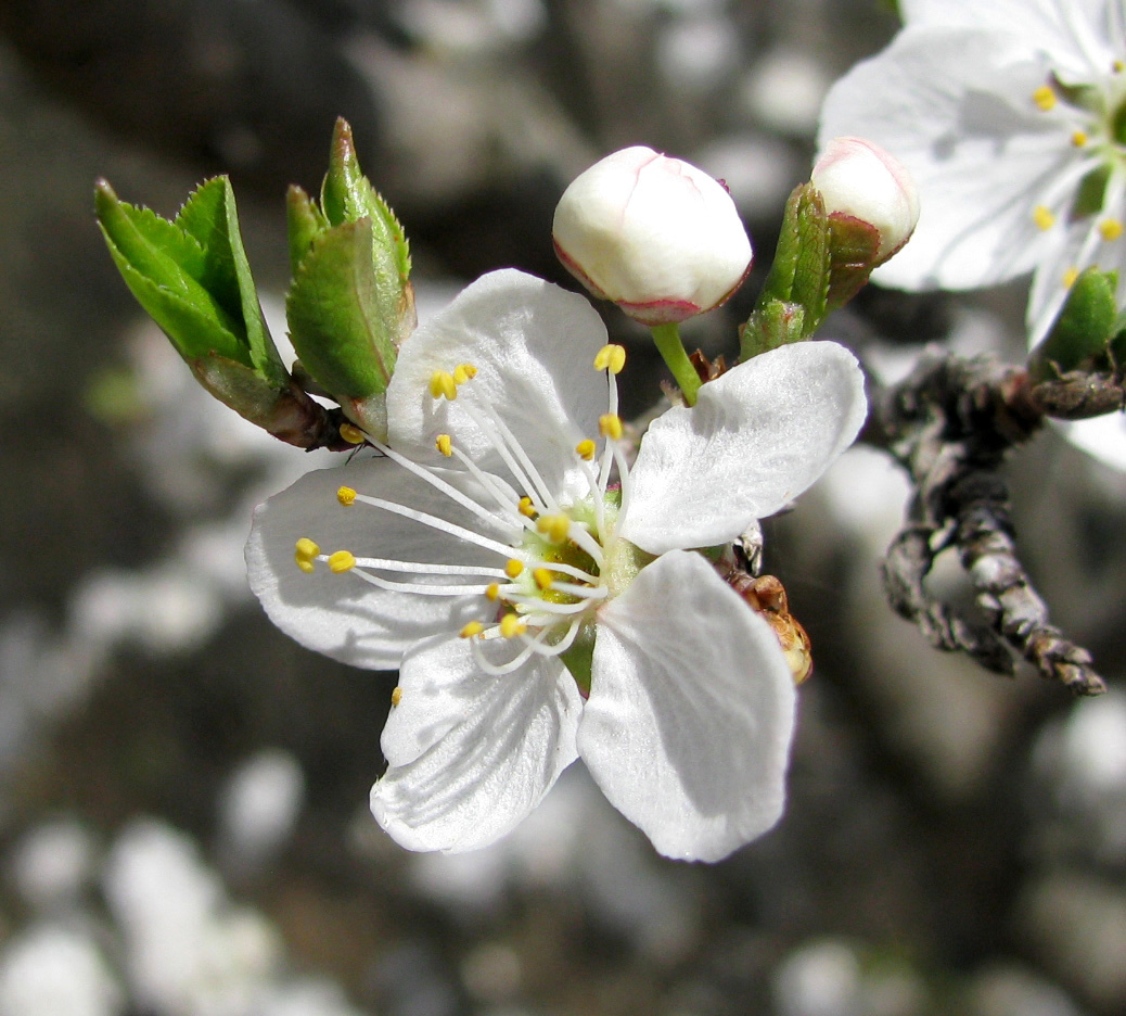 Изображение особи Prunus cerasifera.