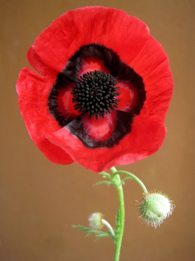 Image of Papaver ocellatum specimen.