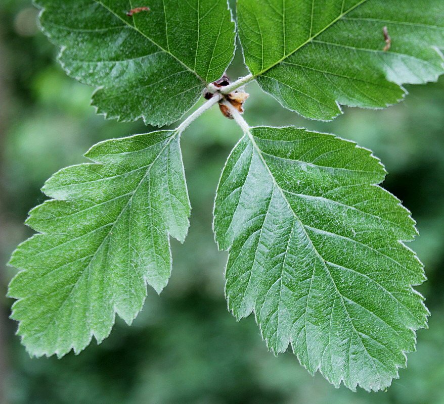 Image of genus Sorbus specimen.