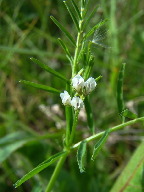 Изображение особи Vicia hirsuta.