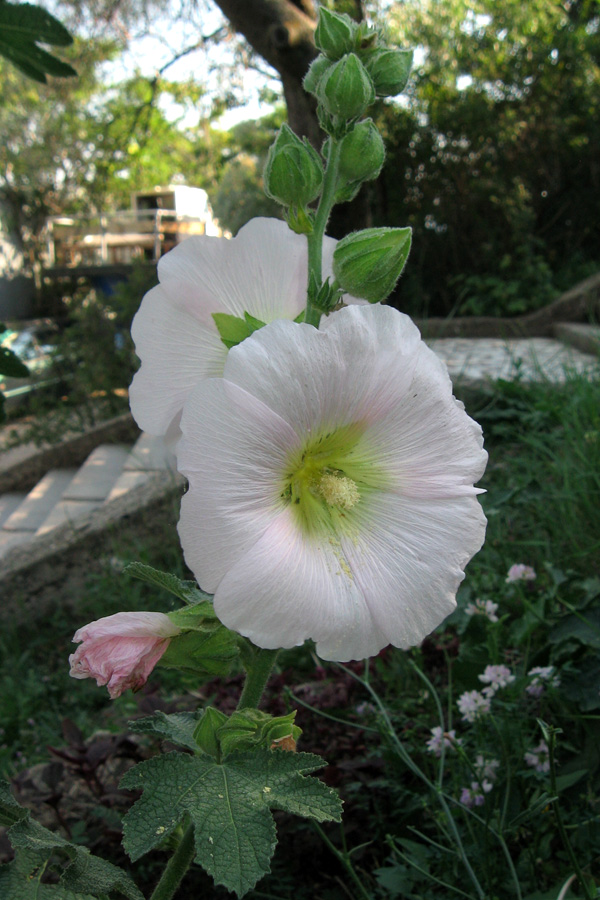 Image of Alcea rosea specimen.