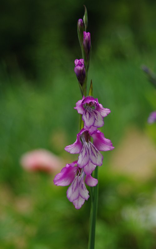 Изображение особи Gladiolus kotschyanus.