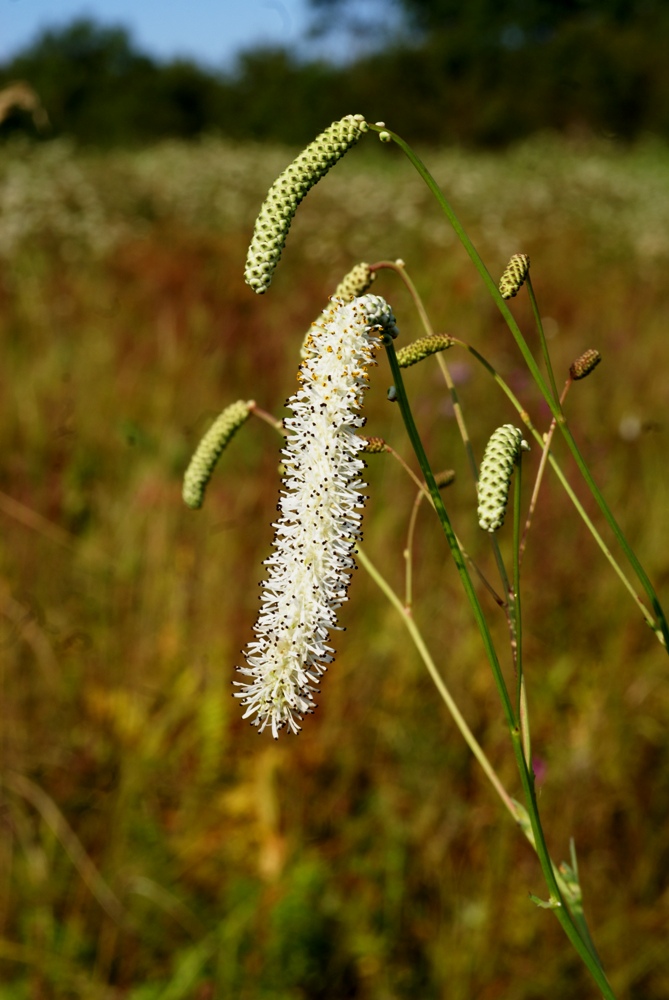 Image of Sanguisorba parviflora specimen.