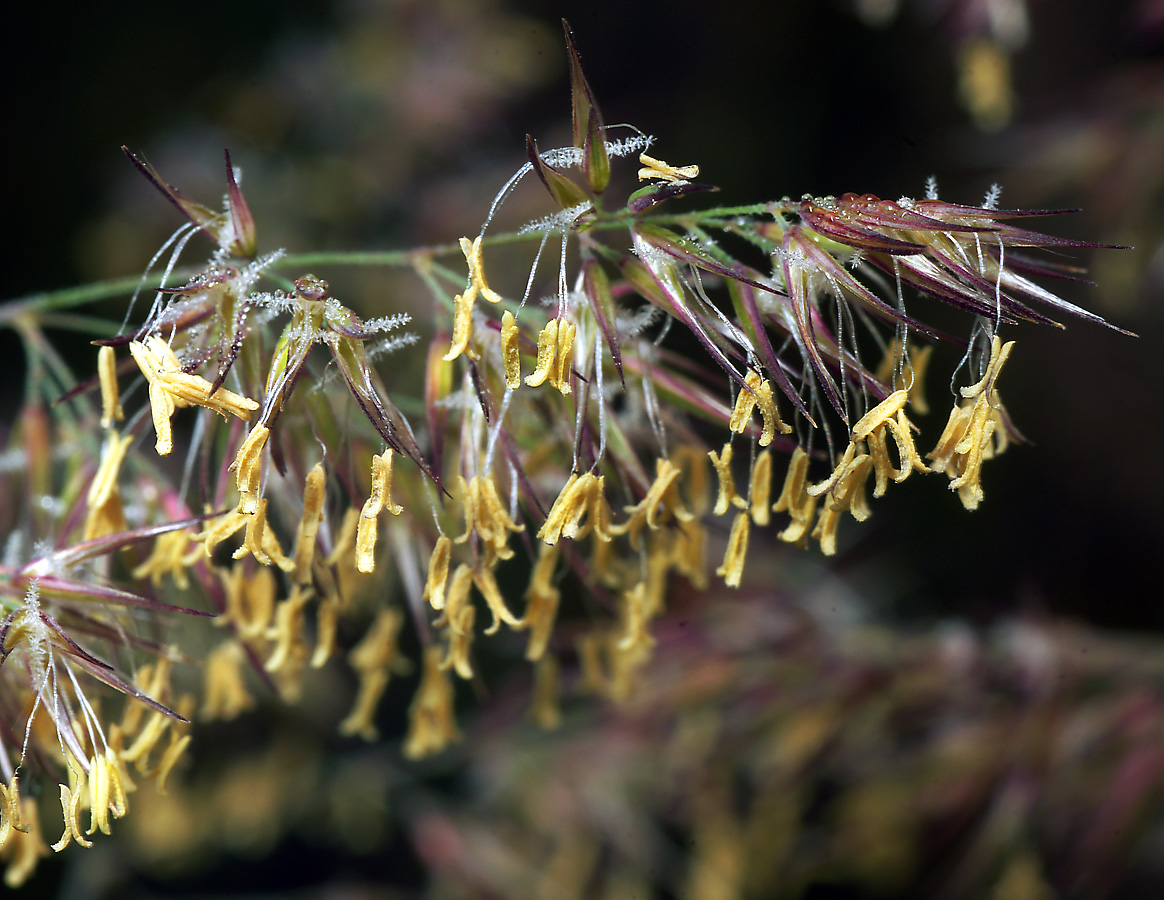 Image of Calamagrostis epigeios specimen.