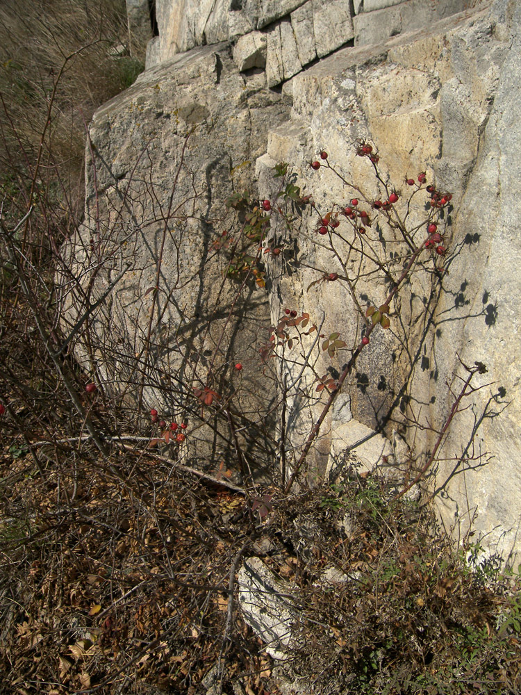 Image of Rosa afzeliana specimen.