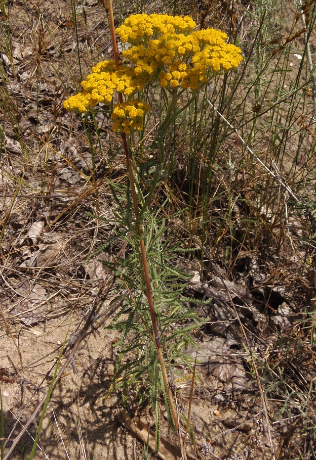 Изображение особи Achillea micrantha.