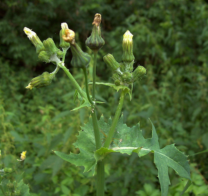 Изображение особи Sonchus oleraceus.