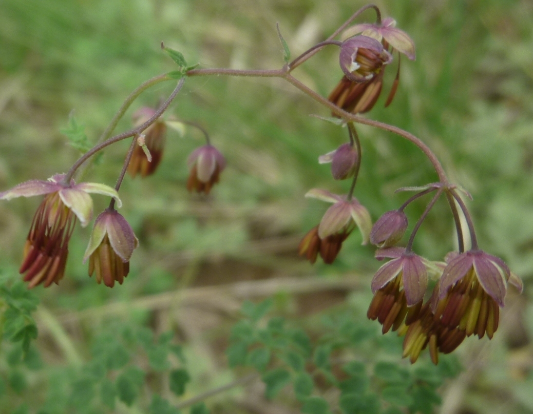 Image of Thalictrum foetidum specimen.