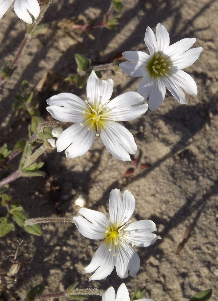 Изображение особи Cerastium jenisejense.