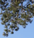 Pinus sylvestris