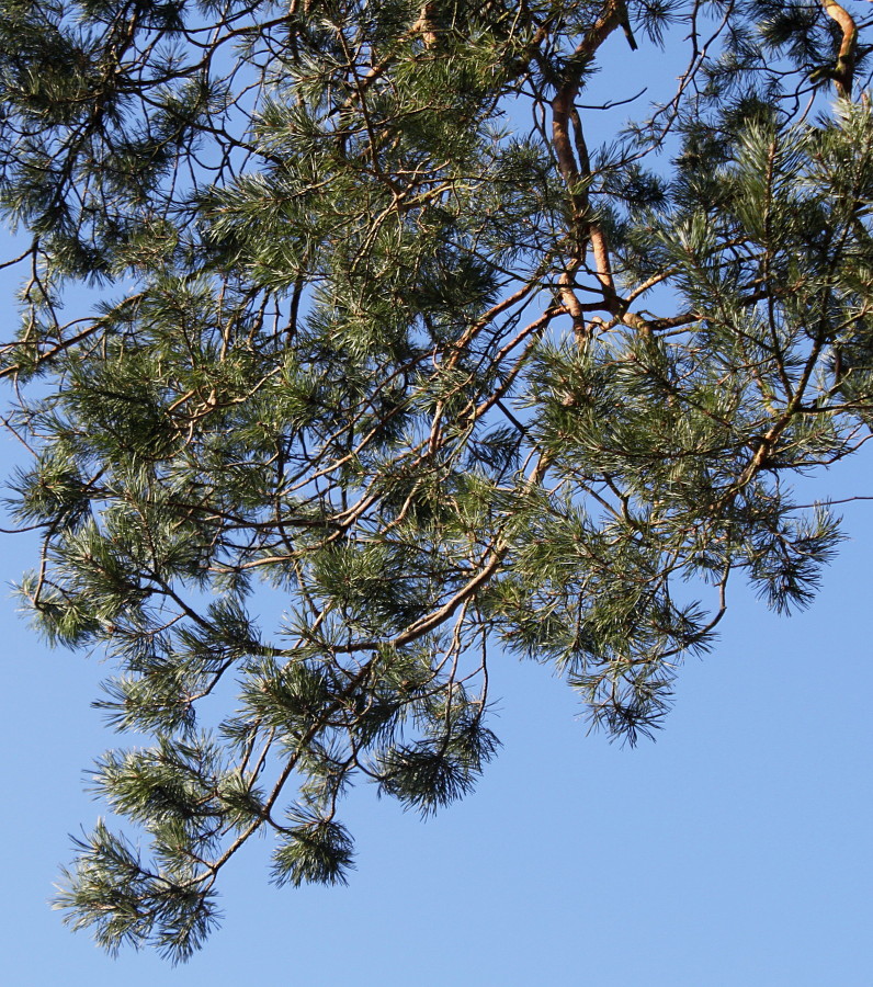 Изображение особи Pinus sylvestris.