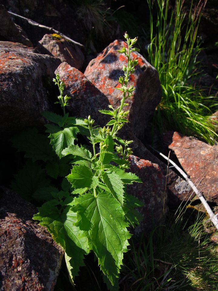 Изображение особи Scrophularia altaica.